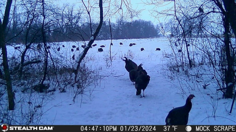 00 Lawrenceville, GARDEN PRAIRIE, Illinois 61038, ,Land,For Sale,Lawrenceville,202507466