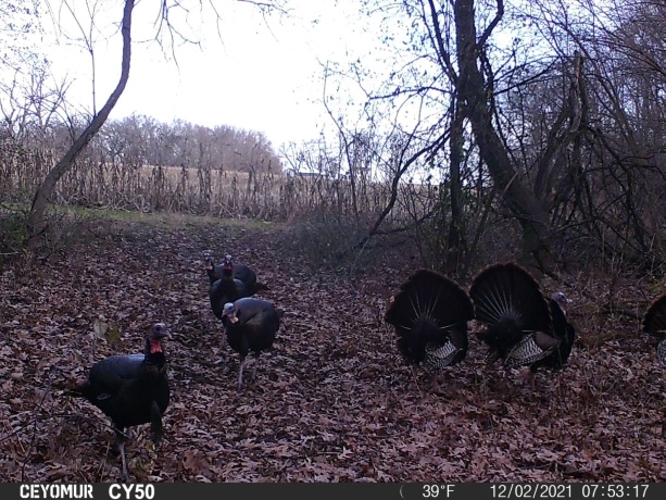 00 Lawrenceville, GARDEN PRAIRIE, Illinois 61038, ,Land,For Sale,Lawrenceville,202507466