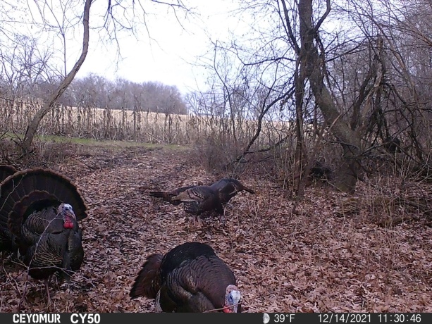 00 Lawrenceville, GARDEN PRAIRIE, Illinois 61038, ,Land,For Sale,Lawrenceville,202507466