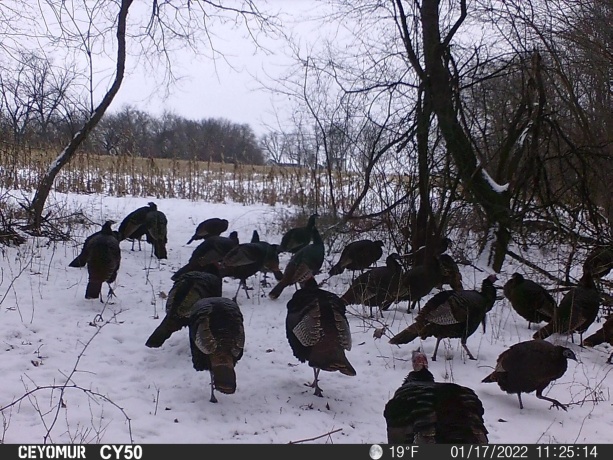 00 Lawrenceville, GARDEN PRAIRIE, Illinois 61038, ,Land,For Sale,Lawrenceville,202507466