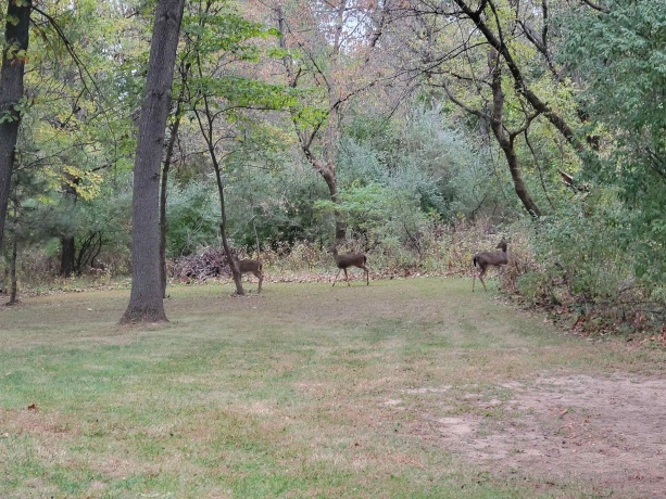 13 Birch, Putnam, Illinois 61560, 3 Bedrooms Bedrooms, ,1 BathroomBathrooms,House,For Sale,Birch,202507588