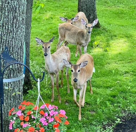 13 Birch, Putnam, Illinois 61560, 3 Bedrooms Bedrooms, ,1 BathroomBathrooms,House,For Sale,Birch,202507588