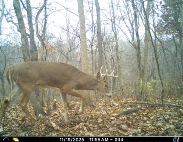 0 Elizabeth Scales Mound, ELIZABETH, Illinois 61028, ,Land,For Sale,Elizabeth Scales Mound,202507628