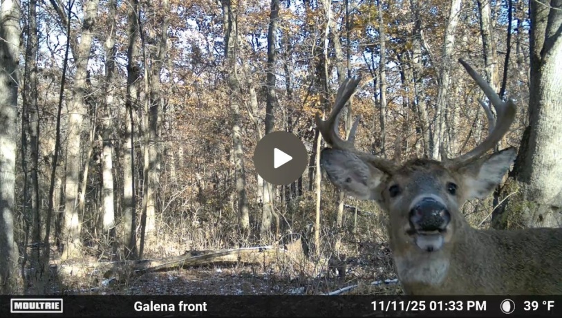 0 Elizabeth Scales Mound, ELIZABETH, Illinois 61028, ,Land,For Sale,Elizabeth Scales Mound,202507628