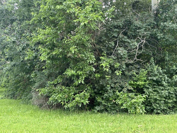 1008 Autumn, DAVIS, Illinois 61019, ,Land,For Sale,Autumn,202403141