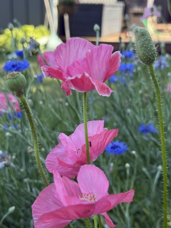 106 MIX, OREGON, Illinois 61061, 3 Bedrooms Bedrooms, ,2 BathroomsBathrooms,House,For Sale,MIX,202600307