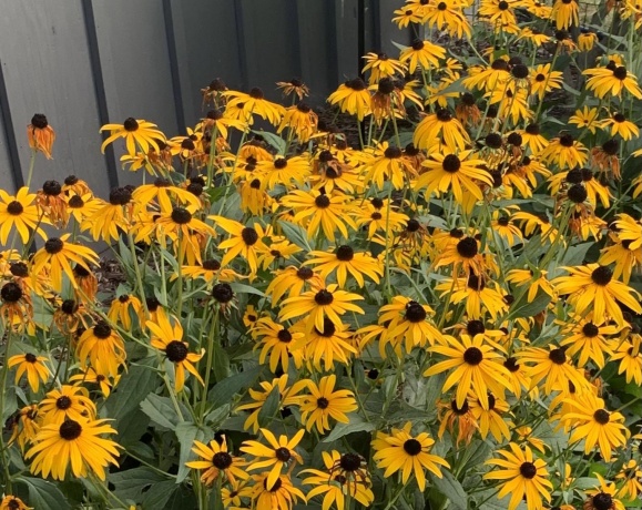 106 MIX, OREGON, Illinois 61061, 3 Bedrooms Bedrooms, ,2 BathroomsBathrooms,House,For Sale,MIX,202600307