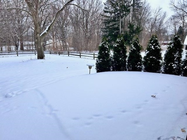 1431 Monticello, ROCKFORD, Illinois 61107, 2 Bedrooms Bedrooms, ,1 BathroomBathrooms,House,For Sale,Monticello,202600364