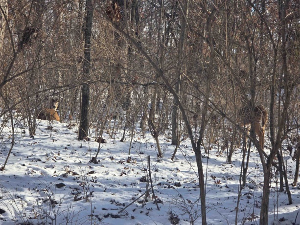 110 Fork, DIXON, Illinois 61021, ,Land,For Sale,Fork,202600370