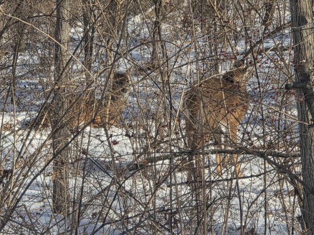 110 Fork, DIXON, Illinois 61021, ,Land,For Sale,Fork,202600370