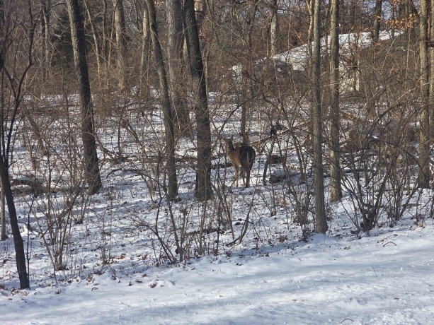 916 Missouri, DIXON, Illinois 61021, ,Land,For Sale,Missouri,202600371