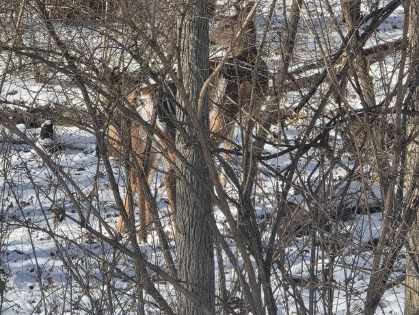 916 Missouri, DIXON, Illinois 61021, ,Land,For Sale,Missouri,202600371