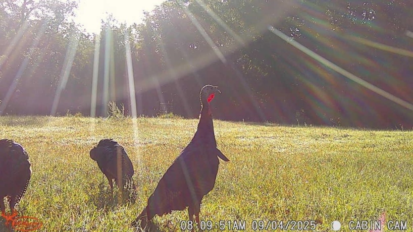 14094 Three Mile Road Lot A, THOMSON, Illinois 61285, ,Land,For Sale,Three Mile Road Lot A,202600395