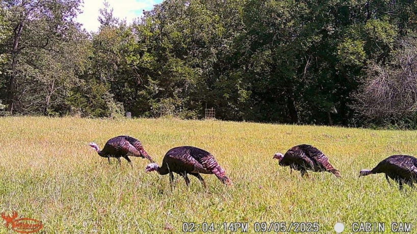 14094 Three Mile Road Lot A, THOMSON, Illinois 61285, ,Land,For Sale,Three Mile Road Lot A,202600395