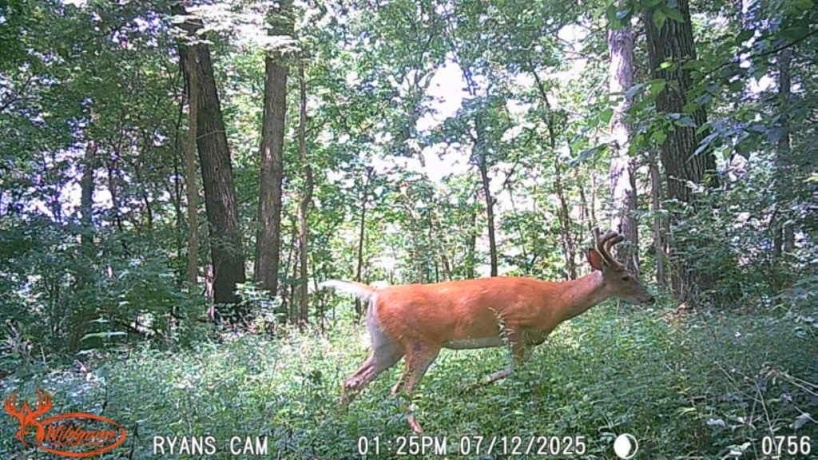 14094 Three Mile Road lot B, THOMSON, Illinois 61285, ,Land,For Sale,Three Mile Road lot B,202600396