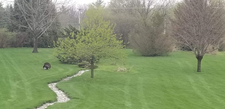 11353 Wentworth, BELVIDERE, Illinois 61008, 5 Bedrooms Bedrooms, ,3 BathroomsBathrooms,House,For Sale,Wentworth,202600456