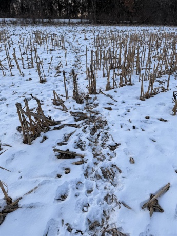 000 Messmer Road, SAVANNA, Illinois 61074, ,Land,For Sale,Messmer Road,202600579