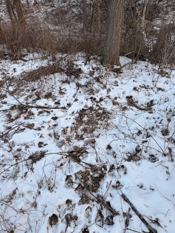 000 Messmer Road, SAVANNA, Illinois 61074, ,Land,For Sale,Messmer Road,202600579