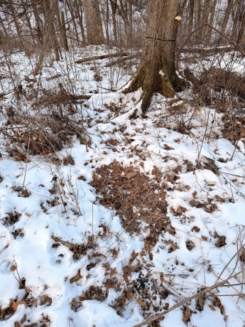 000 Messmer Road, SAVANNA, Illinois 61074, ,Land,For Sale,Messmer Road,202600579