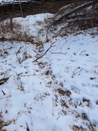 000 Messmer Road, SAVANNA, Illinois 61074, ,Land,For Sale,Messmer Road,202600579