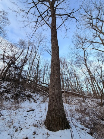 000 Messmer Road, SAVANNA, Illinois 61074, ,Land,For Sale,Messmer Road,202600579