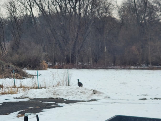 6858 Safford, ROCKFORD, Illinois 61101, 5 Bedrooms Bedrooms, ,2 BathroomsBathrooms,House,For Sale,Safford,202600639