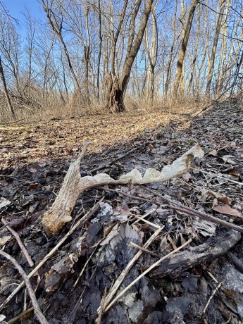 39.61 Acres +/- TBD Donegan, GALENA, Illinois 61036, ,Land,For Sale,TBD Donegan,202600717