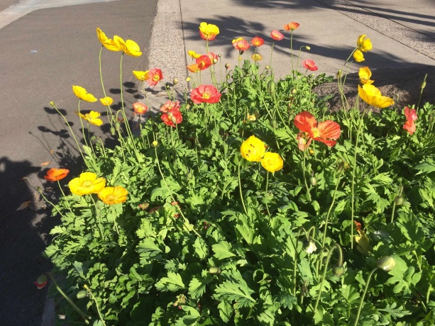 8712 Oakwood Glen, ROCKFORD, Illinois 61108, 4 Bedrooms Bedrooms, ,2 BathroomsBathrooms,House,For Sale,Oakwood Glen,202601036