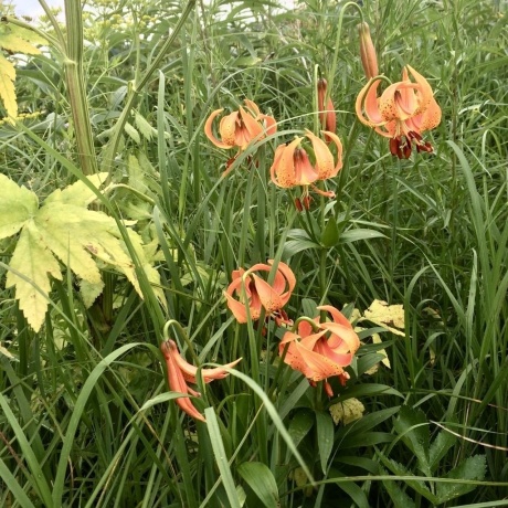 8712 Oakwood Glen, ROCKFORD, Illinois 61108, 4 Bedrooms Bedrooms, ,2 BathroomsBathrooms,House,For Sale,Oakwood Glen,202601036