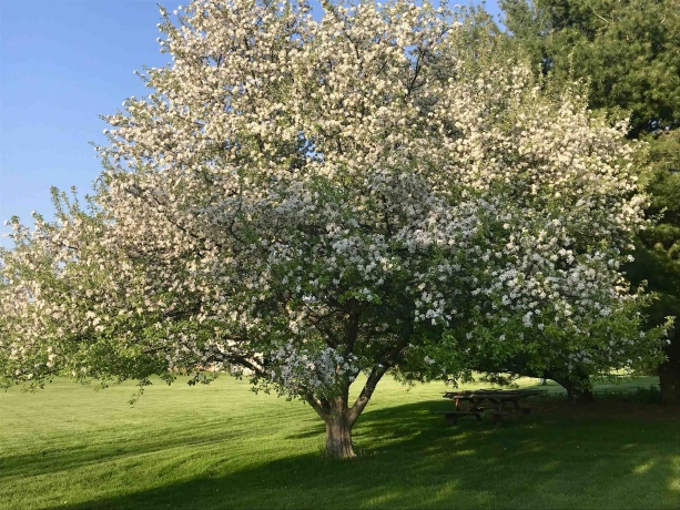 8712 Oakwood Glen, ROCKFORD, Illinois 61108, 4 Bedrooms Bedrooms, ,2 BathroomsBathrooms,House,For Sale,Oakwood Glen,202601036