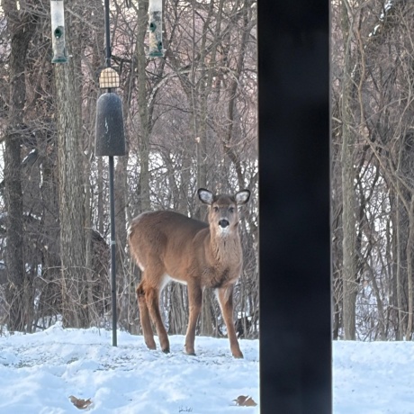 7162 Pomeroy, ROCKTON, Illinois 61072, 3 Bedrooms Bedrooms, ,2 BathroomsBathrooms,House,For Sale,Pomeroy,202600786