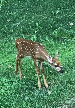 7162 Pomeroy, ROCKTON, Illinois 61072, 3 Bedrooms Bedrooms, ,2 BathroomsBathrooms,House,For Sale,Pomeroy,202600786