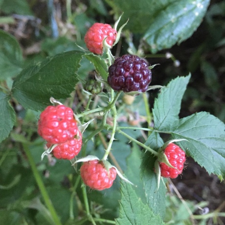 11660 Farm School, DURAND, Illinois 61024, 4 Bedrooms Bedrooms, ,2 BathroomsBathrooms,House,For Sale,Farm School,202601171