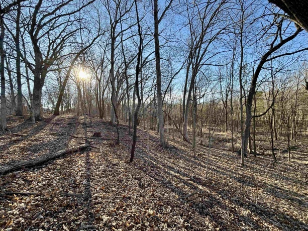 20 Acres +/- TBD S. Crazy Hollow, HANOVER, Illinois 61041, ,Land,For Sale,TBD S. Crazy Hollow,202601271