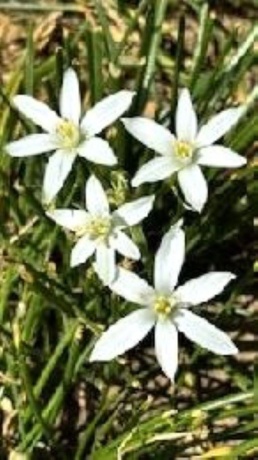 406 Garfield, LEAF RIVER, Illinois 61047, 3 Bedrooms Bedrooms, ,1 BathroomBathrooms,House,For Sale,Garfield,202601373