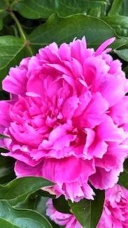 406 Garfield, LEAF RIVER, Illinois 61047, 3 Bedrooms Bedrooms, ,1 BathroomBathrooms,House,For Sale,Garfield,202601373