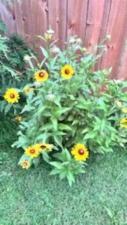 406 Garfield, LEAF RIVER, Illinois 61047, 3 Bedrooms Bedrooms, ,1 BathroomBathrooms,House,For Sale,Garfield,202601373