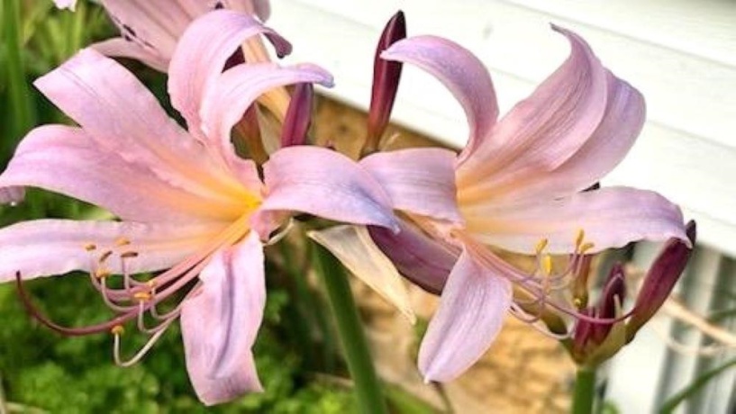 406 Garfield, LEAF RIVER, Illinois 61047, 3 Bedrooms Bedrooms, ,1 BathroomBathrooms,House,For Sale,Garfield,202601373