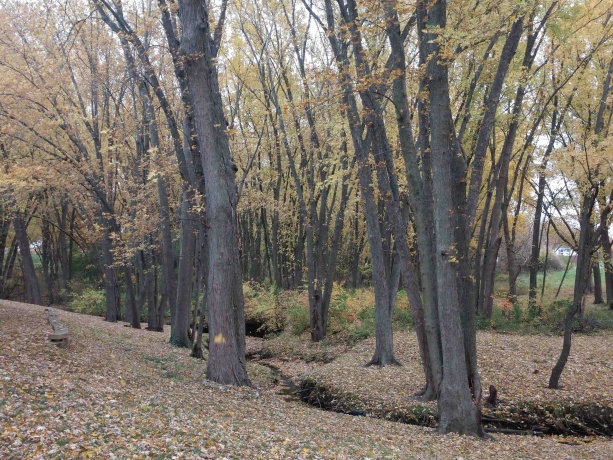 2917 Brookview, FREEPORT, Illinois 61032, 3 Bedrooms Bedrooms, ,2 BathroomsBathrooms,Condominium,For Sale,Brookview,202601390