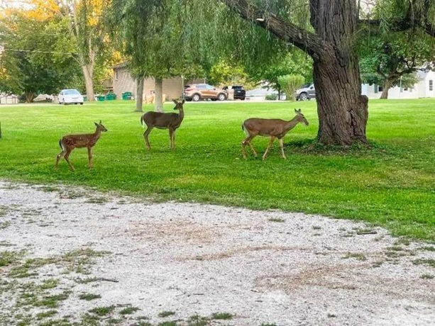 710 Short, Streator, Illinois 61364, 3 Bedrooms Bedrooms, ,1 BathroomBathrooms,House,For Sale,Short,202601538