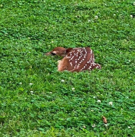 710 Short, Streator, Illinois 61364, 3 Bedrooms Bedrooms, ,1 BathroomBathrooms,House,For Sale,Short,202601538