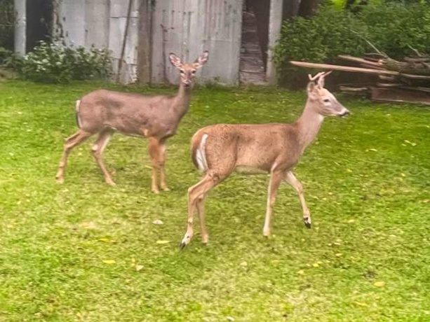 710 Short, Streator, Illinois 61364, 3 Bedrooms Bedrooms, ,1 BathroomBathrooms,House,For Sale,Short,202601538