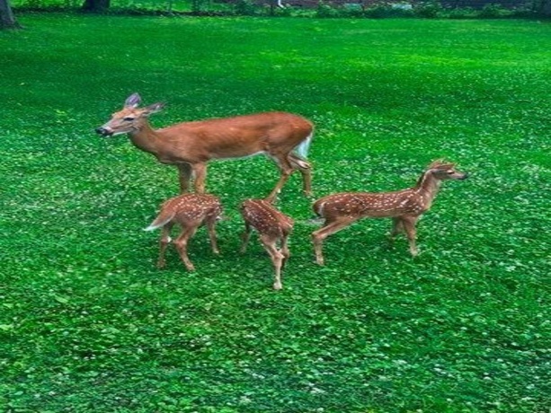 710 Short, Streator, Illinois 61364, 3 Bedrooms Bedrooms, ,1 BathroomBathrooms,House,For Sale,Short,202601538