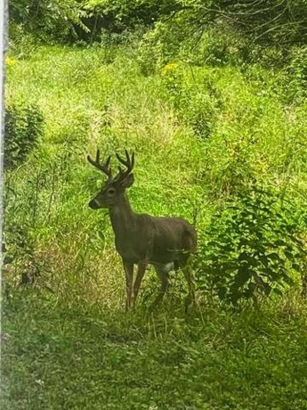 710 Short, Streator, Illinois 61364, 3 Bedrooms Bedrooms, ,1 BathroomBathrooms,House,For Sale,Short,202601538