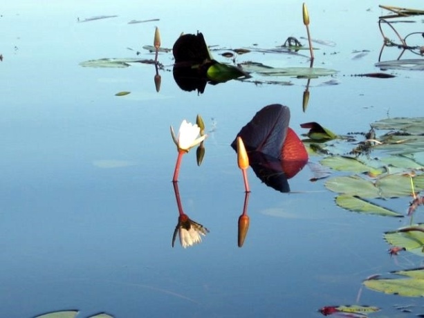 1305 Chadbourne, LAKE SUMMERSET, Illinois 61019, ,Land,For Sale,Chadbourne,202601583