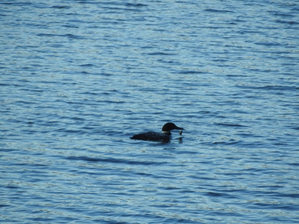 1306 Chadbourne, LAKE SUMMERSET, Illinois 61019, ,Land,For Sale,Chadbourne,202601584