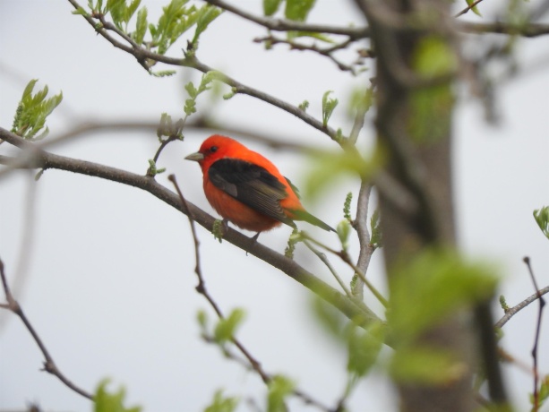 1306 Chadbourne, LAKE SUMMERSET, Illinois 61019, ,Land,For Sale,Chadbourne,202601584