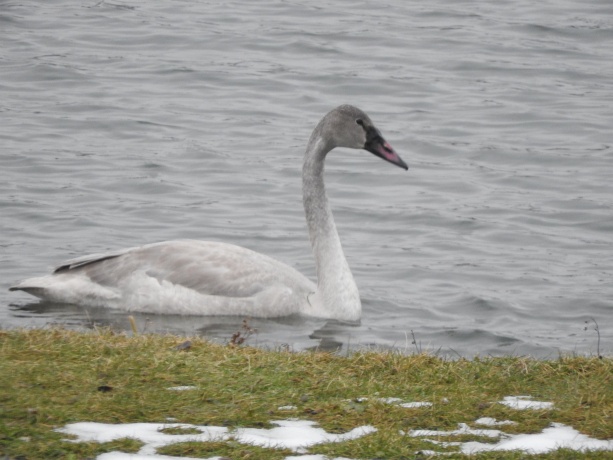 1306 Chadbourne, LAKE SUMMERSET, Illinois 61019, ,Land,For Sale,Chadbourne,202601584