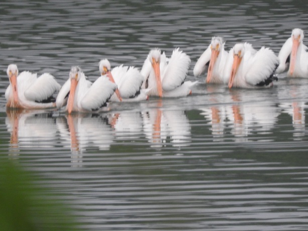 1306 Chadbourne, LAKE SUMMERSET, Illinois 61019, ,Land,For Sale,Chadbourne,202601584