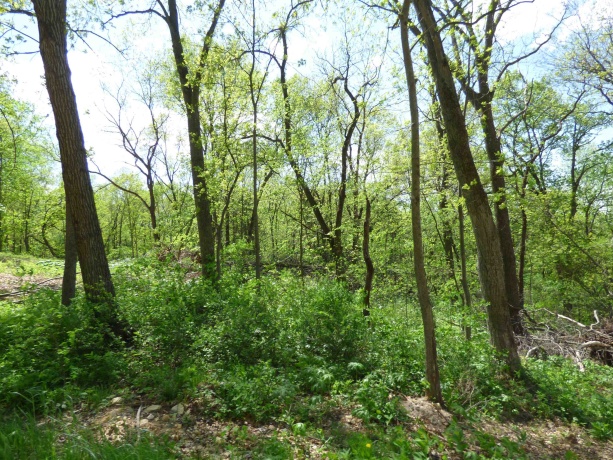 6163 Blanding, HANOVER, Illinois 61041, 4 Bedrooms Bedrooms, ,2 BathroomsBathrooms,Farm,For Sale,Blanding,202601603